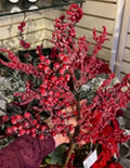 26"H Holiday Berry Pick