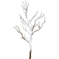 37.5" Snowy Manzanita Branch