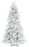 Pino Nevado